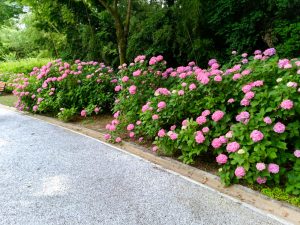 138タワーパーク、あじさい、6月夏の花、愛知県一宮市の観光・撮影スポットの画像と写真