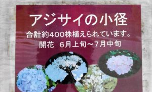 138タワーパーク、あじさい、6月夏の花、愛知県一宮市の観光・撮影スポットの画像と写真