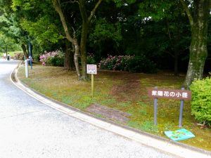 138タワーパーク、あじさい、6月夏の花、愛知県一宮市の観光・撮影スポットの画像と写真