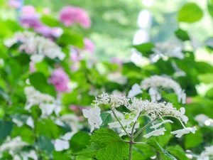 138タワーパーク、あじさい、6月夏の花、愛知県一宮市の観光・撮影スポットの画像と写真