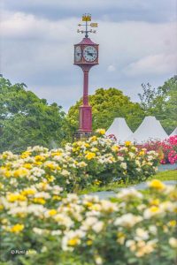 138タワーパーク、バラ園5月夏の花、愛知県一宮市の観光・撮影スポットの画像と写真