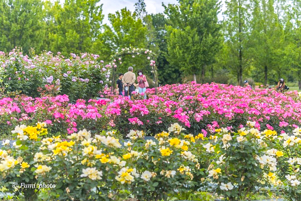 138タワーパーク、バラ園5月夏の花、愛知県一宮市の観光・撮影スポットの画像と写真