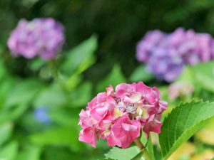 138タワーパーク、あじさい、6月夏の花、愛知県一宮市の観光・撮影スポットの画像と写真