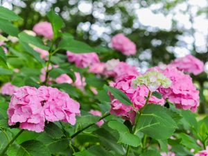 138タワーパーク、あじさい、6月夏の花、愛知県一宮市の観光・撮影スポットの画像と写真