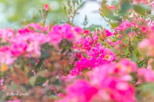 138タワーパーク、バラ園5月夏の花、愛知県一宮市の観光・撮影スポットの画像と写真