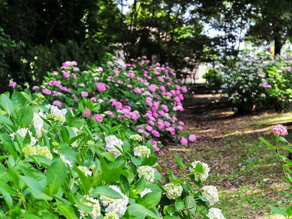 138タワーパーク、あじさい、6月夏の花、愛知県一宮市の観光・撮影スポットの画像と写真
