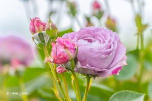 138タワーパーク、バラ園5月夏の花、愛知県一宮市の観光・撮影スポットの画像と写真