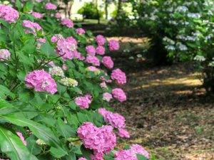 138タワーパーク、あじさい、6月夏の花、愛知県一宮市の観光・撮影スポットの画像と写真