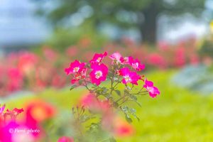 138タワーパーク、バラ園5月夏の花、愛知県一宮市の観光・撮影スポットの画像と写真