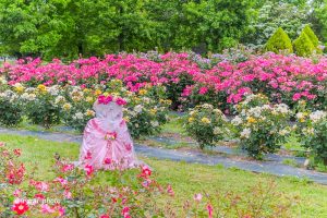 138タワーパーク、バラ園5月夏の花、愛知県一宮市の観光・撮影スポットの画像と写真