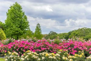 138タワーパーク、バラ園5月夏の花、愛知県一宮市の観光・撮影スポットの画像と写真