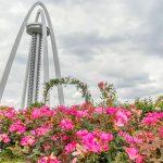 138タワーパーク、バラ園5月夏の花、愛知県一宮市の観光・撮影スポットの画像と写真
