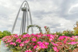 138タワーパーク、バラ園5月夏の花、愛知県一宮市の観光・撮影スポットの画像と写真