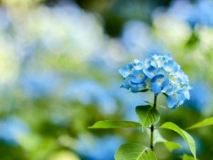 ２１世紀の森公園、あじさい、6月の夏の花、岐阜県関市の観光・撮影スポットの画像と写真
