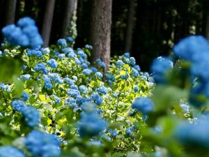 ２１世紀の森公園、あじさい、6月の夏の花、岐阜県関市の観光・撮影スポットの画像と写真