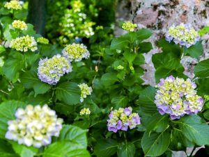 ２１世紀の森公園、あじさい、6月の夏の花、岐阜県関市の観光・撮影スポットの画像と写真