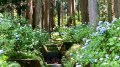 ２１世紀の森公園、あじさい、6月の夏の花、岐阜県関市の観光・撮影スポットの画像と写真