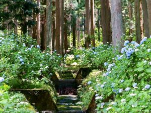 ２１世紀の森公園、あじさい、6月の夏の花、岐阜県関市の観光・撮影スポットの画像と写真