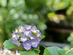 ２１世紀の森公園、あじさい、6月の夏の花、岐阜県関市の観光・撮影スポットの画像と写真