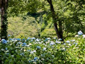２１世紀の森公園、あじさい、6月の夏の花、岐阜県関市の観光・撮影スポットの画像と写真