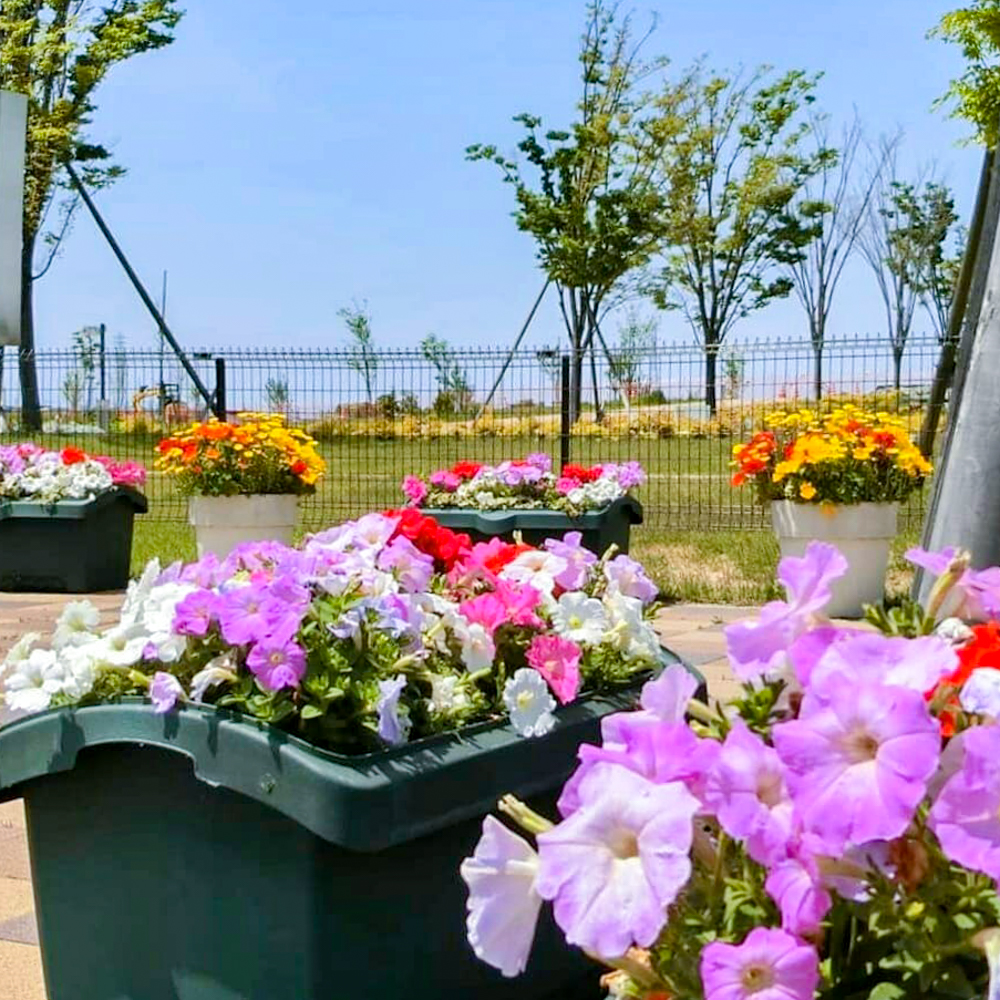 油ヶ淵水辺公園・ 自然ふれあい生態園、4月春の花、愛知県安城市の観光・撮影スポットの画像と写真