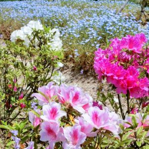 油ヶ淵水辺公園・ 自然ふれあい生態園、4月春の花、愛知県安城市の観光・撮影スポットの画像と写真