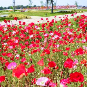 油ヶ淵水辺公園・ 自然ふれあい生態園、4月春の花、愛知県安城市の観光・撮影スポットの画像と写真