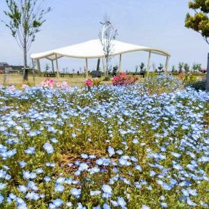 油ヶ淵水辺公園・ 自然ふれあい生態園、4月春の花、愛知県安城市の観光・撮影スポットの画像と写真