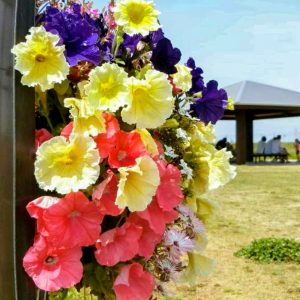 油ヶ淵水辺公園・ 自然ふれあい生態園、4月春の花、愛知県安城市の観光・撮影スポットの画像と写真