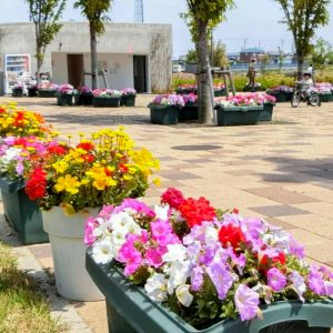 油ヶ淵水辺公園・ 自然ふれあい生態園、4月春の花、愛知県安城市の観光・撮影スポットの画像と写真