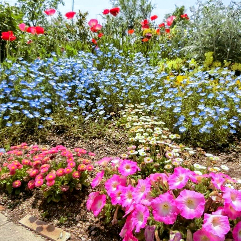 油ヶ淵水辺公園・ 自然ふれあい生態園、4月春の花、愛知県安城市の観光・撮影スポットの画像と写真