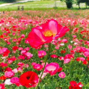 愛知牧場、ポピー、5月夏の花、愛知県日進市の観光・撮影スポットの画像と写真