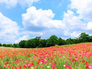 愛知牧場、ポピー、5月夏の花、愛知県日進市の観光・撮影スポットの画像と写真