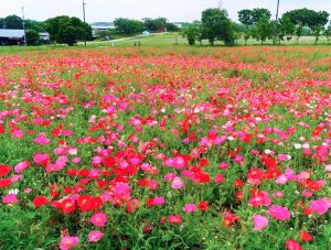 愛知牧場、ポピー、5月夏の花、愛知県日進市の観光・撮影スポットの画像と写真