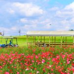 愛知牧場、ポピー、5月夏の花、愛知県日進市の観光・撮影スポットの画像と写真