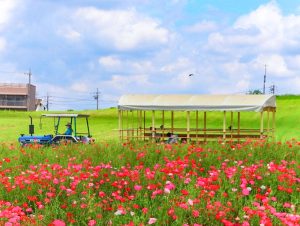 愛知牧場、ポピー、5月夏の花、愛知県日進市の観光・撮影スポットの画像と写真