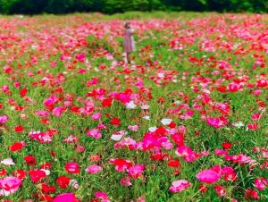 愛知牧場、ポピー、5月夏の花、愛知県日進市の観光・撮影スポットの画像と写真