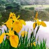 秋葉公園、カキツバタ、5月夏の花、愛知県安城市の観光・撮影スポットの画像と写真