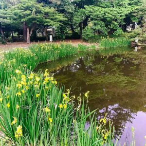 秋葉公園、カキツバタ、5月夏の花、愛知県安城市の観光・撮影スポットの画像と写真