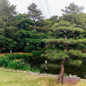 秋葉公園、カキツバタ、5月夏の花、愛知県安城市の観光・撮影スポットの画像と写真