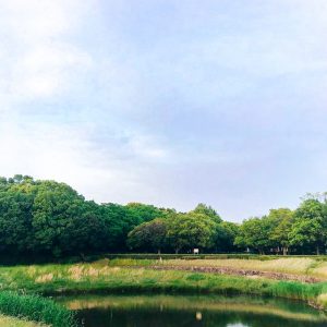秋葉公園、カキツバタ、5月夏の花、愛知県安城市の観光・撮影スポットの画像と写真