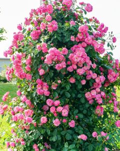 ばら公園いこいの広場、5月夏の花、岐阜県安八郡の観光・撮影スポットの画像と写真