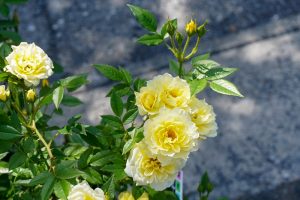 ばら公園いこいの広場、5月夏の花、岐阜県安八郡の観光・撮影スポットの画像と写真