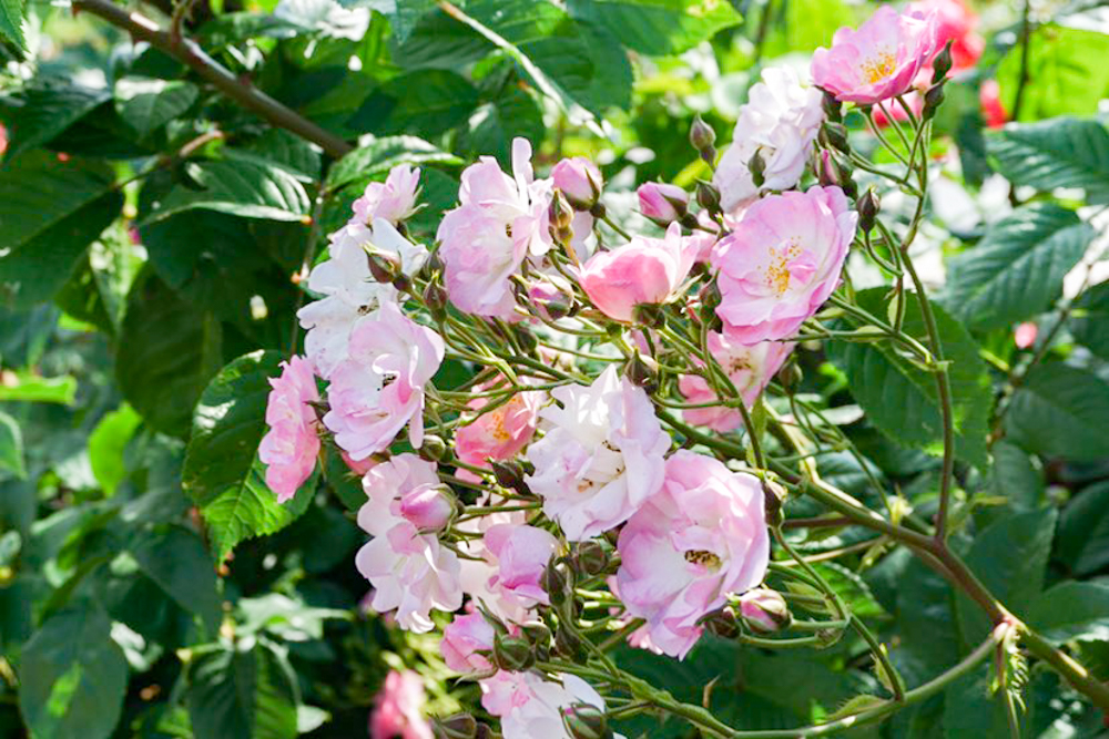 ばら公園いこいの広場、5月夏の花、岐阜県安八郡の観光・撮影スポットの画像と写真