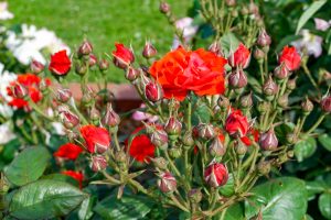 ばら公園いこいの広場、5月夏の花、岐阜県安八郡の観光・撮影スポットの画像と写真