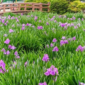安八郡ばら公園いこいの広場、バラ園、5月夏の花、岐阜県安八郡の観光・撮影スポットの画像と写真