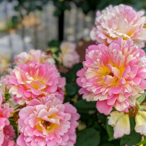 安八郡ばら公園いこいの広場、バラ園、5月夏の花、岐阜県安八郡の観光・撮影スポットの画像と写真