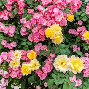 安八郡ばら公園いこいの広場、バラ園、5月夏の花、岐阜県安八郡の観光・撮影スポットの画像と写真