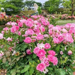 安八郡ばら公園いこいの広場、バラ園、5月夏の花、岐阜県安八郡の観光・撮影スポットの画像と写真