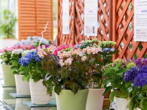 ブルーボネット、5月夏の花、名古屋市港区の観光・撮影スポットの画像と写真ブルーボネット、5月夏の花、名古屋市港区の観光・撮影スポットの画像と写真